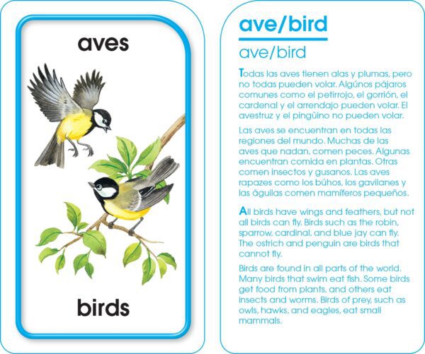 bilingual animal words diversity craft